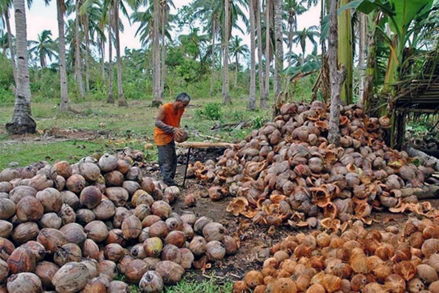 Enriched copra meal production for animal feed targeted for Q4