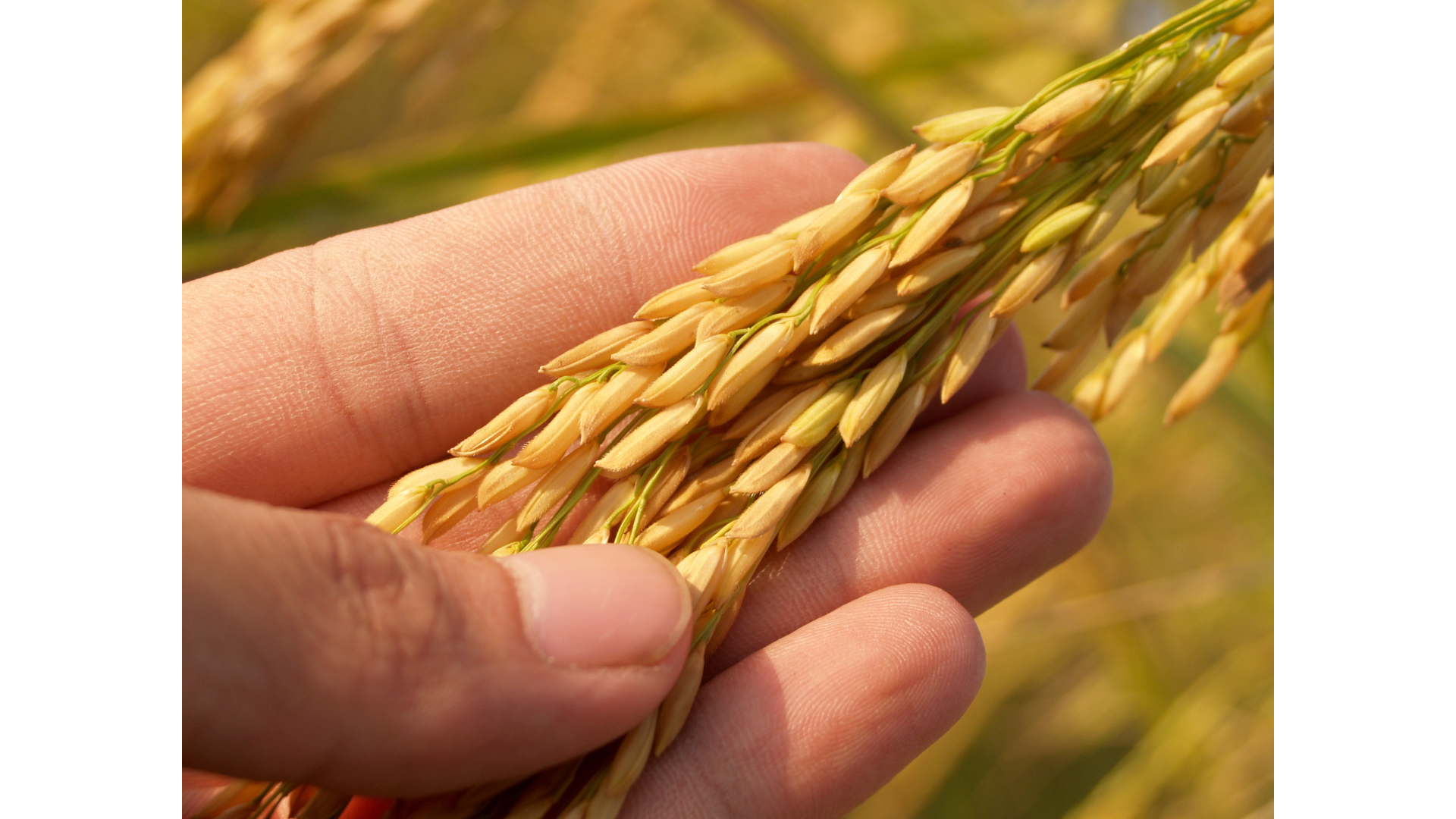 Three genetically modified crops approved in the Philippines