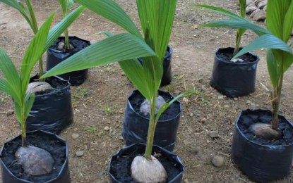 NegOcc farm established as hybrid coconut seed production site