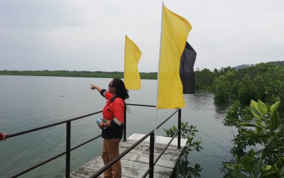 Masbate fishers plant 1.6-M mangrove saplings for add'l income