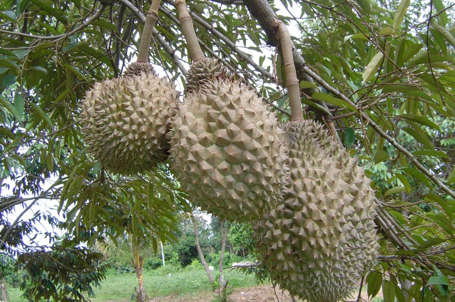 Agri dep&rsquo;t gets ready for durian export to China