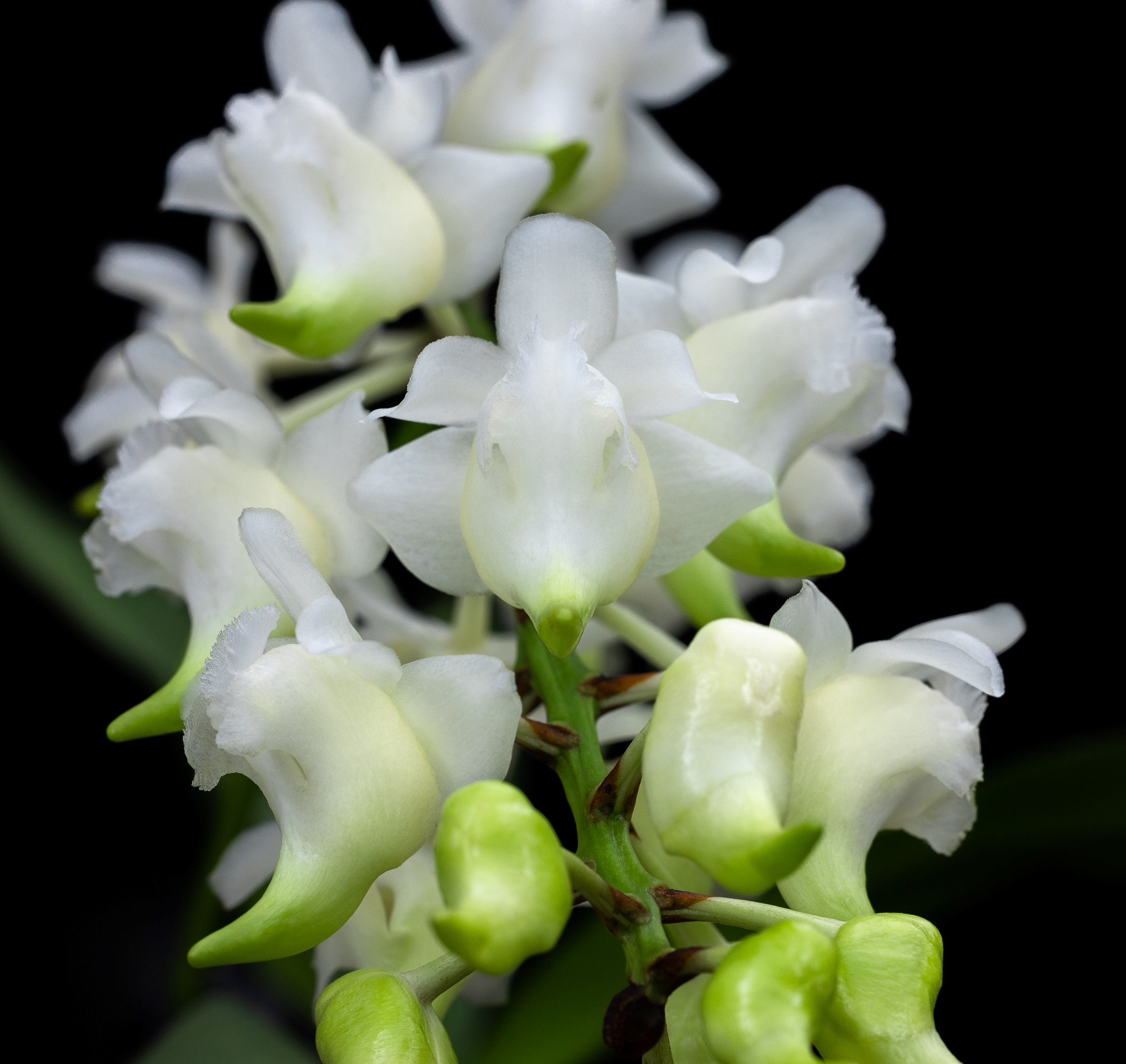Extremely rare albino form of an orchid species renamed