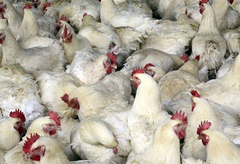 Ilocos Norte now bird flu-free