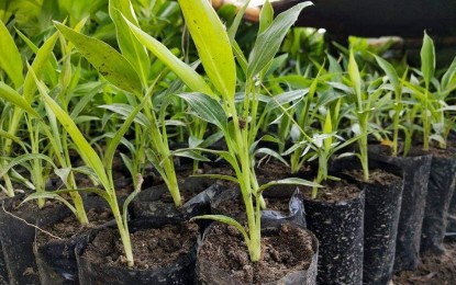 Seedlings shortage slackens abaca plant expansion in Region 8