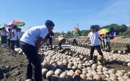 Coconut-coffee farming system gets boost in Ilocos Norte town