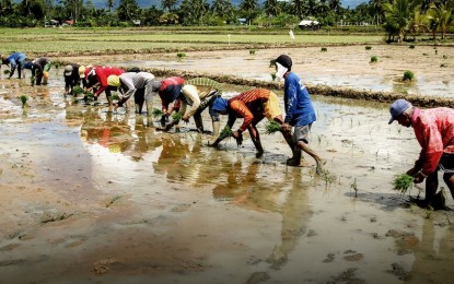 DA reorganization key to rice self-sufficiency in 2 years: PBBM