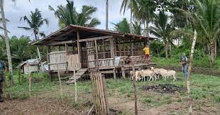 DA promoting sheep raising as alternative livelihood for coco farmers