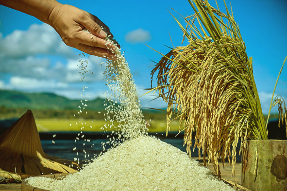 DA considers ?50/kg price cap on imported rice amid rising oil and shipping costs