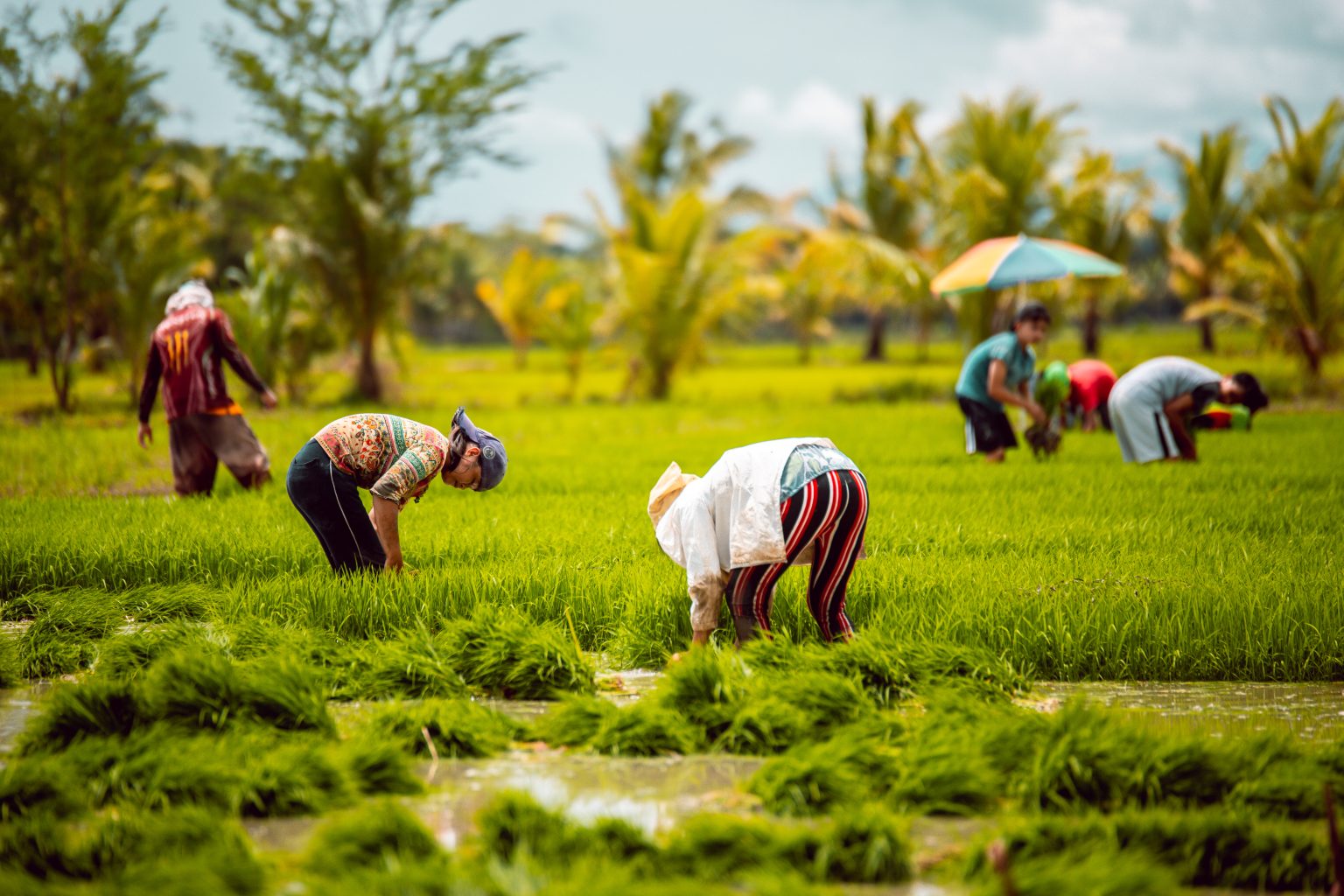 Over 1,800 farmers in Eastern Visayas to receive e-titles