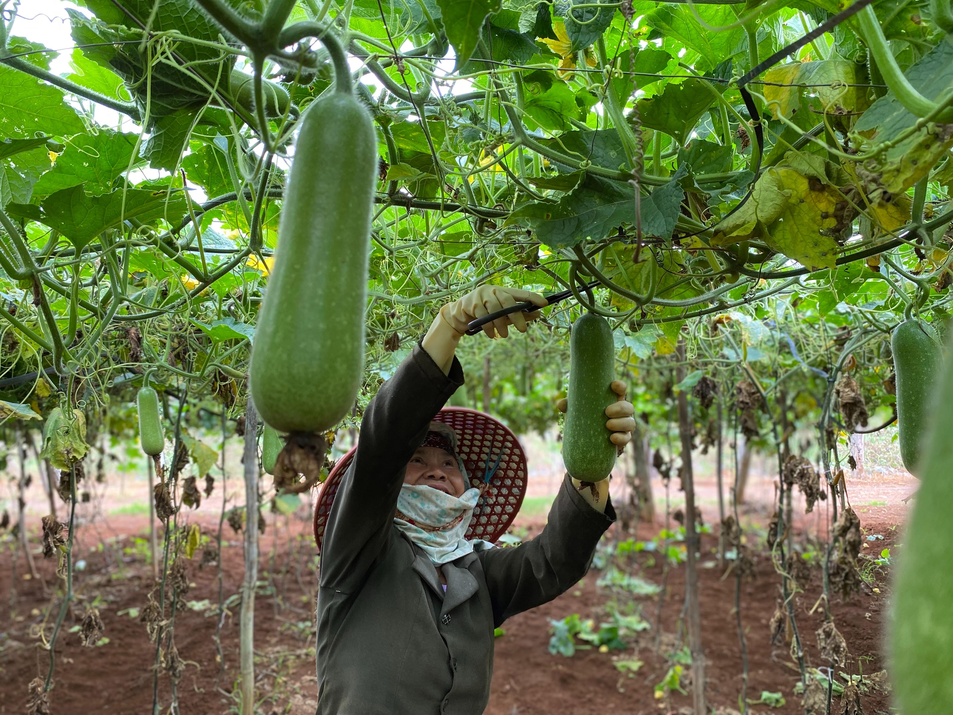 Elevate your green space: Choosing the suitable trellis for your climbing crops