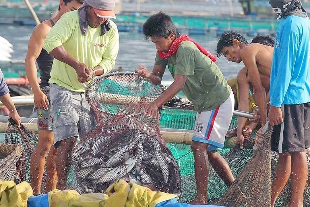Fisheries output seen rising in Q3 as El Ni&ntilde;o boosts plankton growth