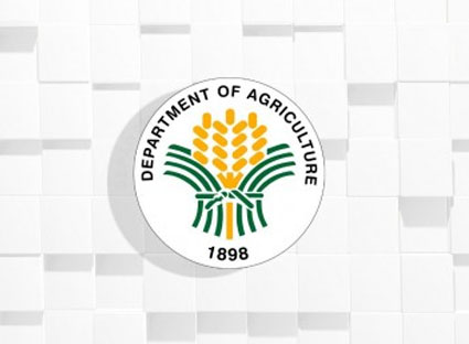 DA Sees Bright Future for Philippine Enoki Mushrooms as Export, Local Demand Soars