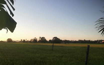 Prov'l agri office says Antique 159.33% rice sufficient
