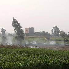 Lotus for Agricultural Investments&rsquo; profits jump 129.6% YoY in 9 months: Egypt