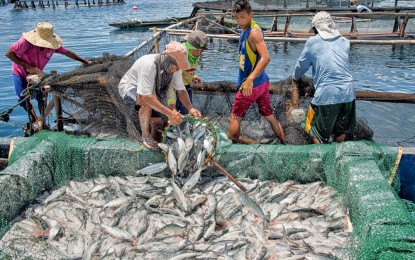 Gov&rsquo;t eyes fishing ban in breeding areas to secure supply