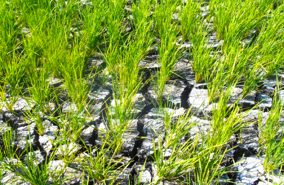 DA ramps up preparations for possible strong El Ni&ntilde;o in late 2026