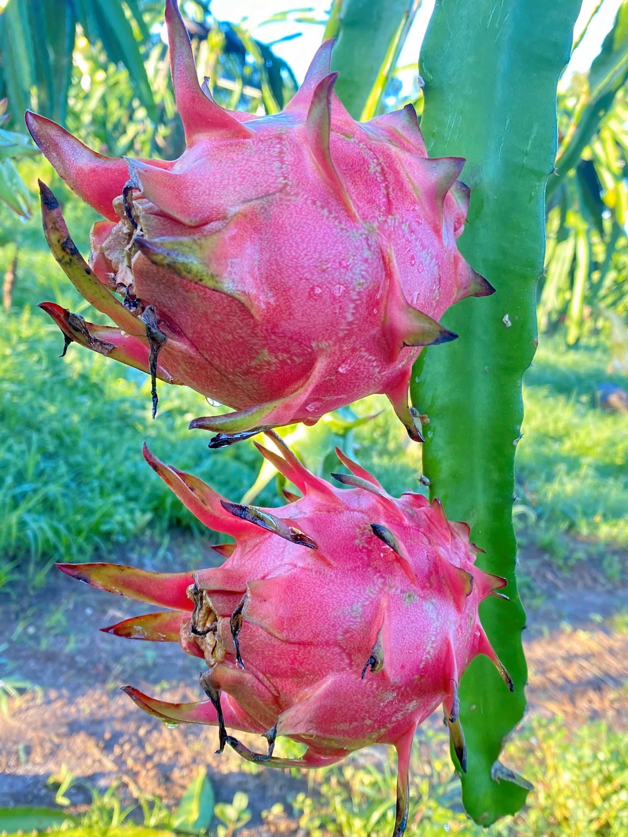 Five varieties that showcase dragon fruit diversity