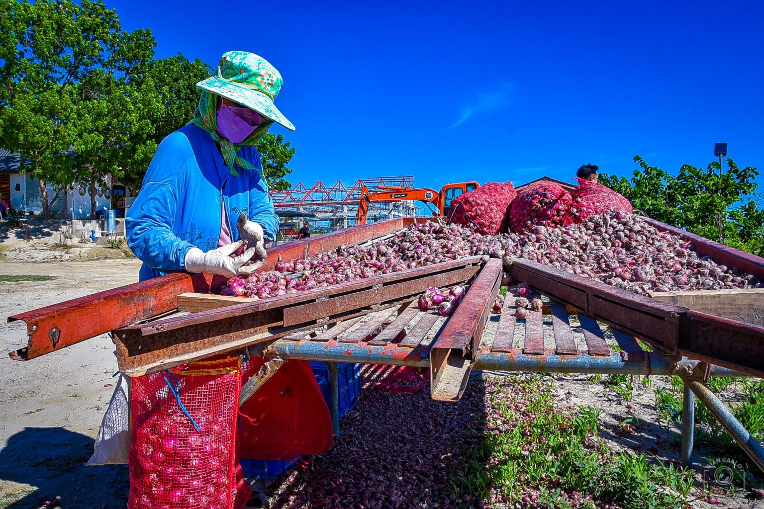 Onion industry receives P326.97M from DA for productivity enhancement