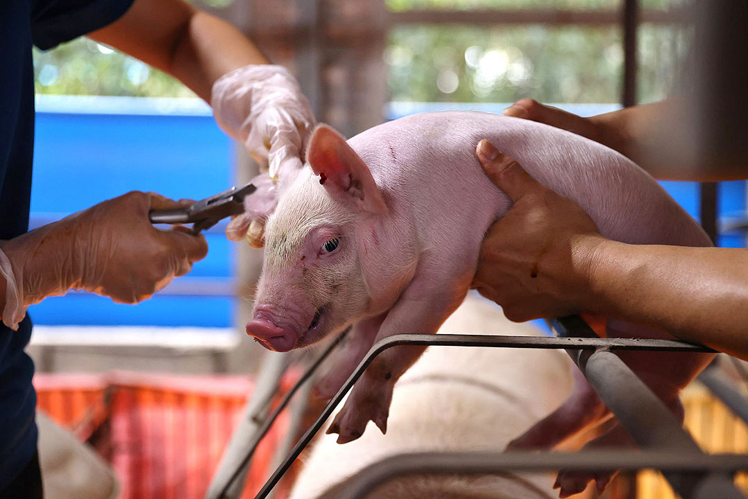 Agri dep&rsquo;t enlists LGU support to boost hog repopulation drive